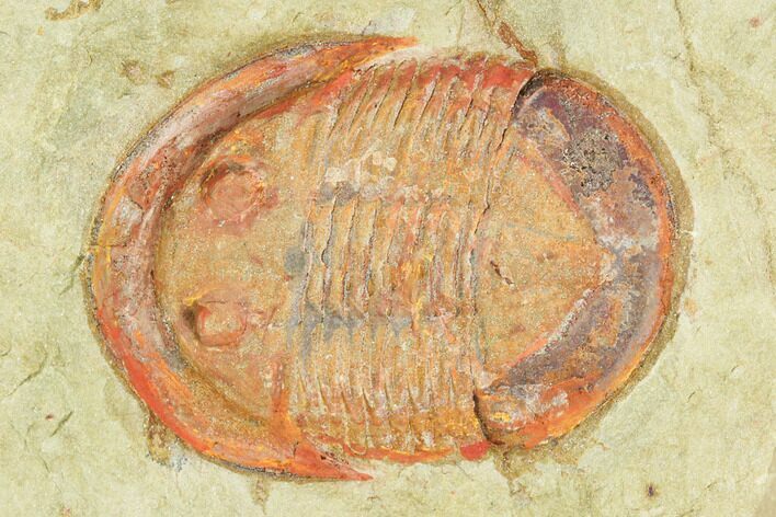 Red, Ordovician Asaphellus Trilobite - Morocco #120728